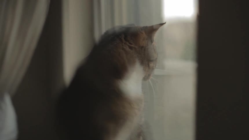 Cat looking out a window