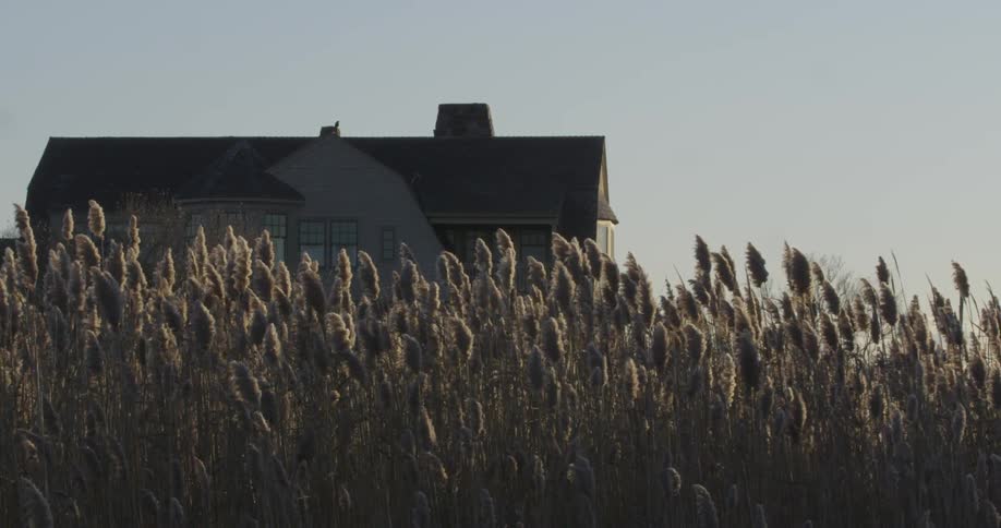 Thick, yellow grass waves in the wind in front of a house