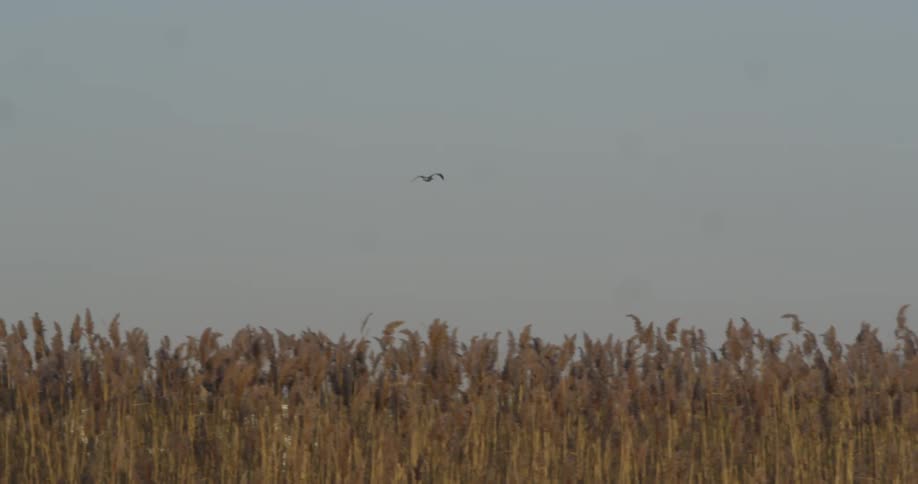 A bird is flying over bushes