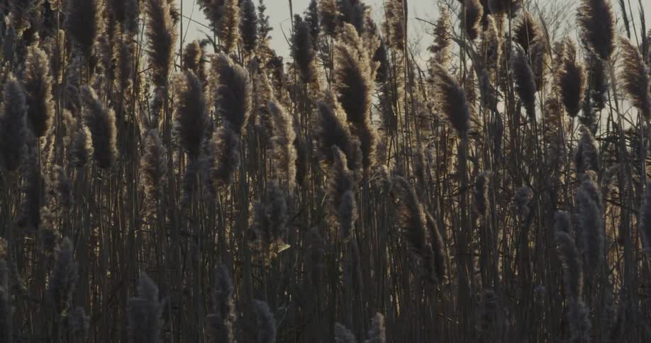 Field blows in the wind on a sunny day