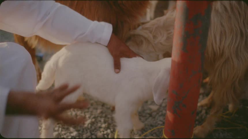 Man pets and picks up a small white goat