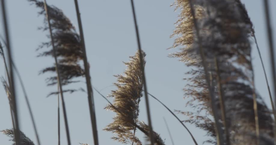 Weeds blow in the wind