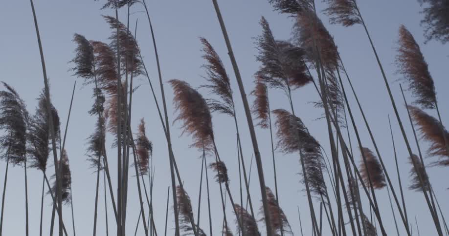 Tall grass fronds blowing in the breeze