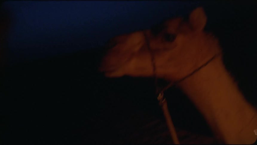 Camel runs in the desert as a man tries to catch it