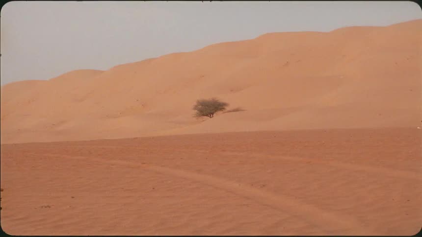 A tree in the desert sand on a sunny day