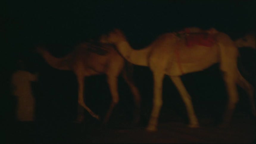 Man leads camels at night