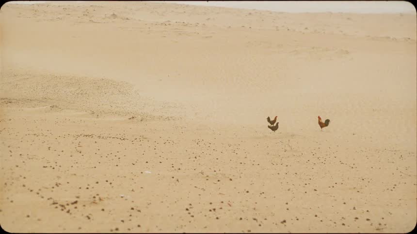 Three roosters walk in the desert