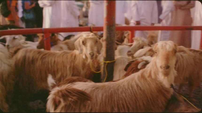 The goats are all gathered together near the people