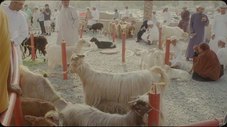 The people walk among the goats in the desert