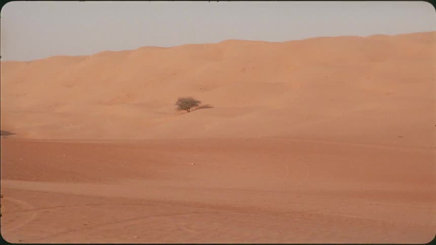 Lone tree in a sandy hilly desert
