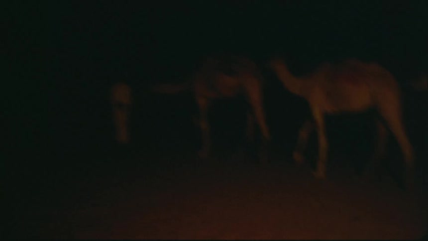 A man leads camels in the desert at night