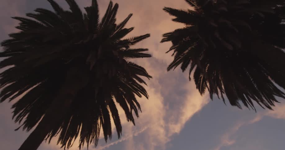 View of palm trees and a cloudy sky at dusk