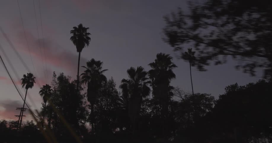 View of some palm trees on a cloudy sunset