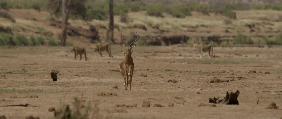Two antelope gallop across a dirt field