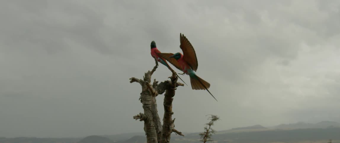 Bird lands on a tree next to another bird
