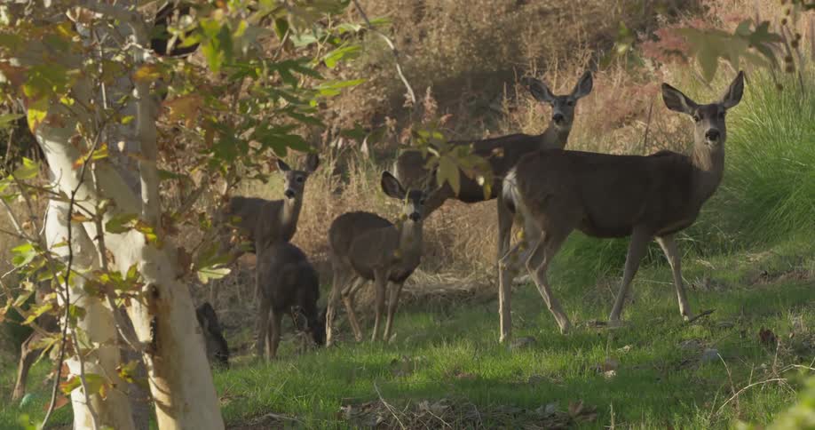 A herd of deer graze and stand in a grassy area