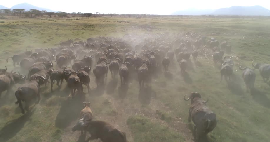 Herd of cattle runs across a field