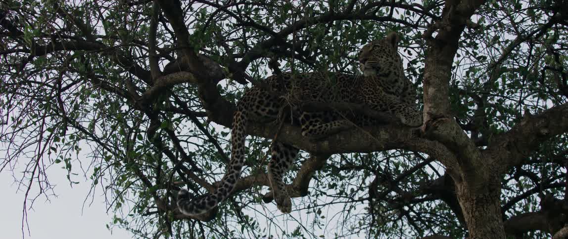 Leopard naps in a large tree