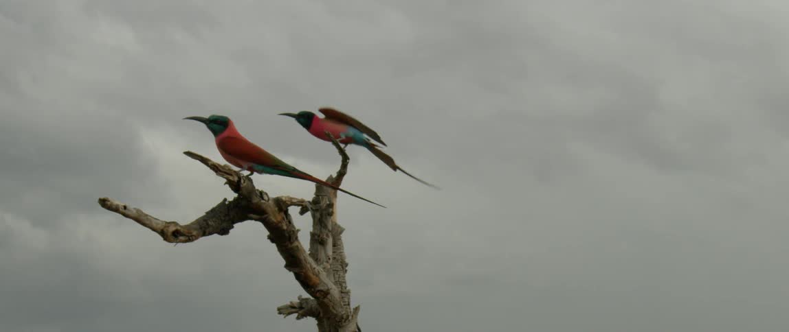 Two birds perched on a tree, and one flies away