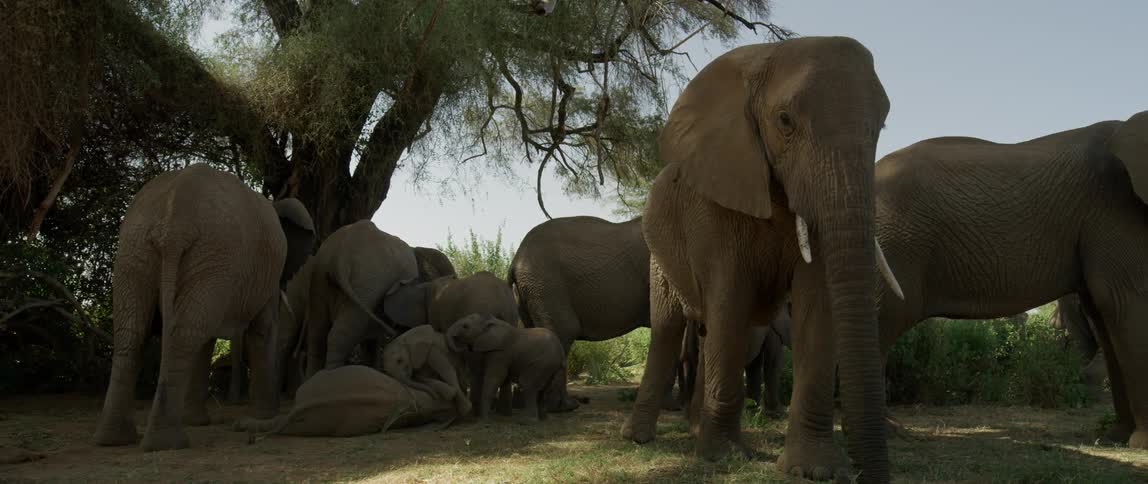 Herd of elephants stand and lay under a large tree