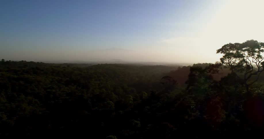 The sun shines on tree tops in a forest