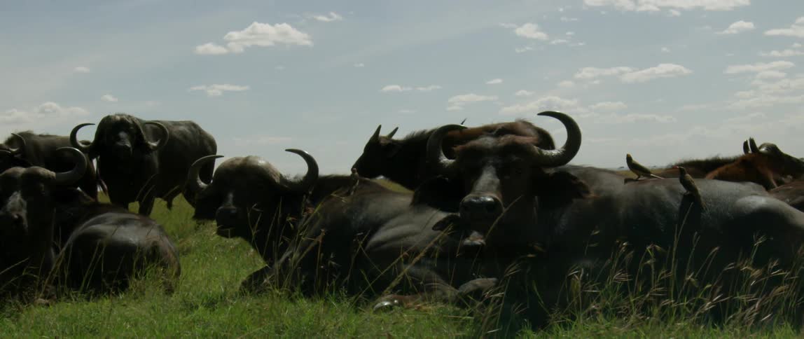 African buffalo stand and lie in the grass on a sunny day