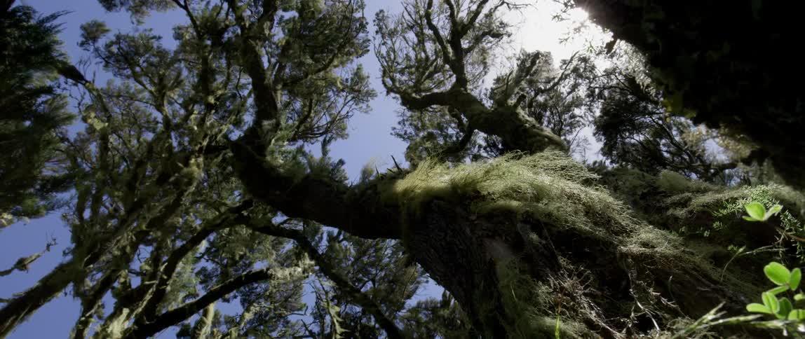 Leaves on two large trees blow in the wind