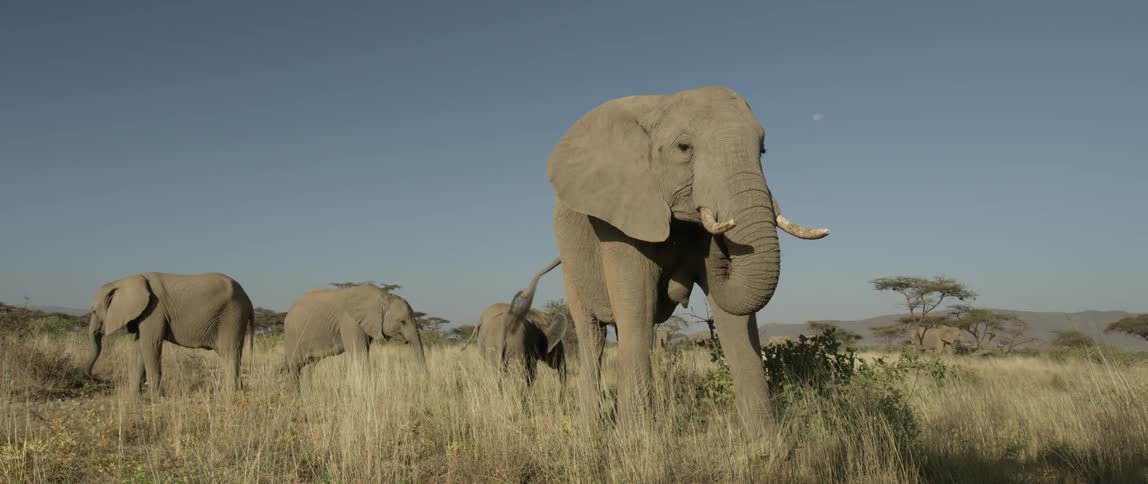 A herd of elephant graze in the field