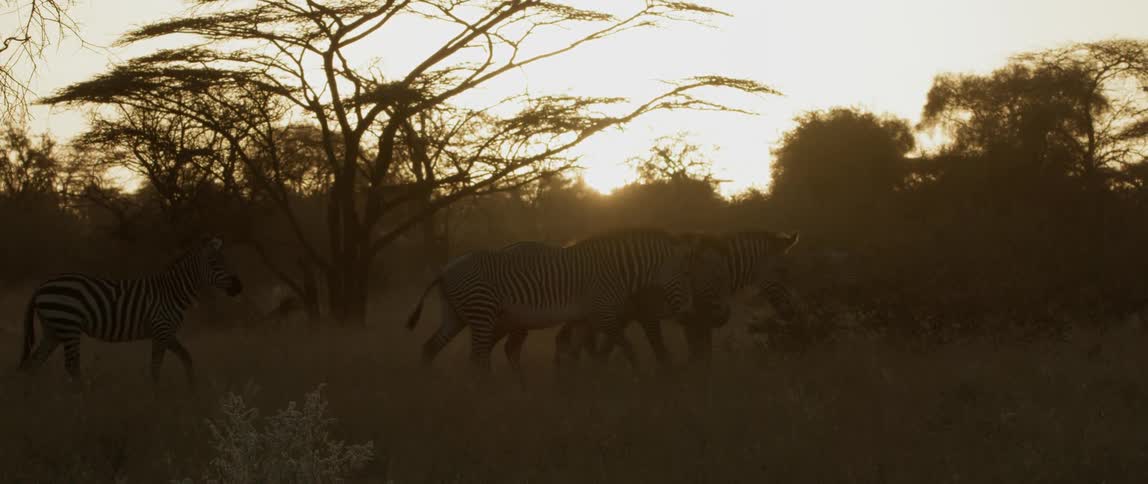 Zebras walk in a grassy field near trees