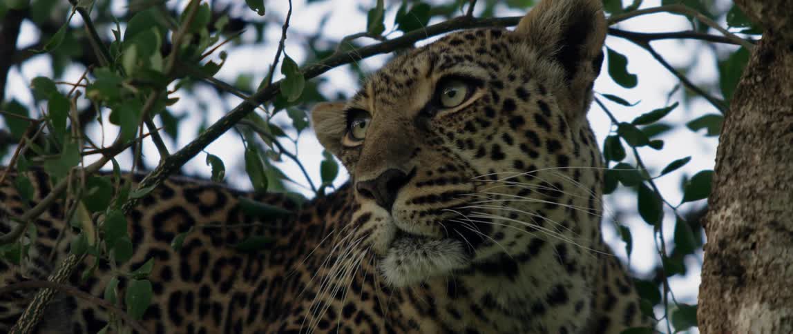 The leopard is sitting near the branches blinking
