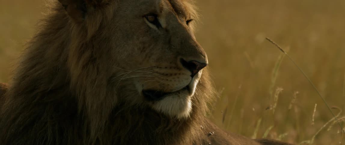A lion lying in the grass turns his head