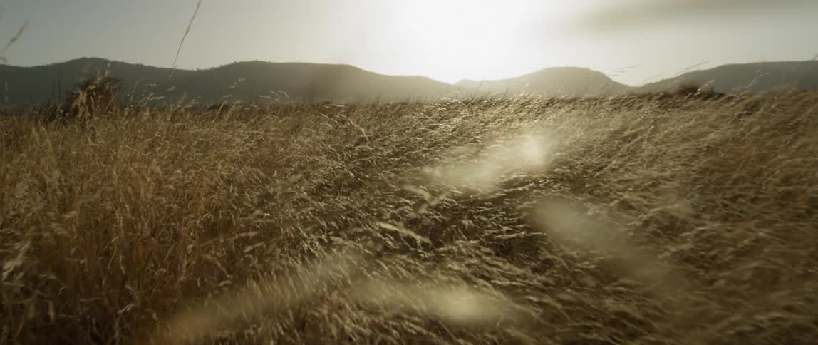 Weeds in a field blow gently in the breeze under the sunny sky