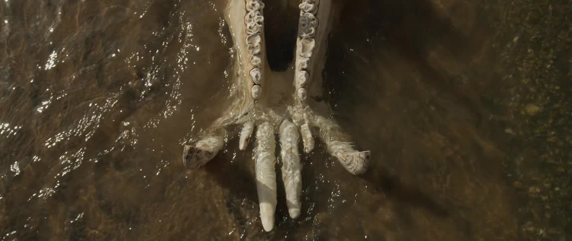 Water flows over the jaw bones of an animal