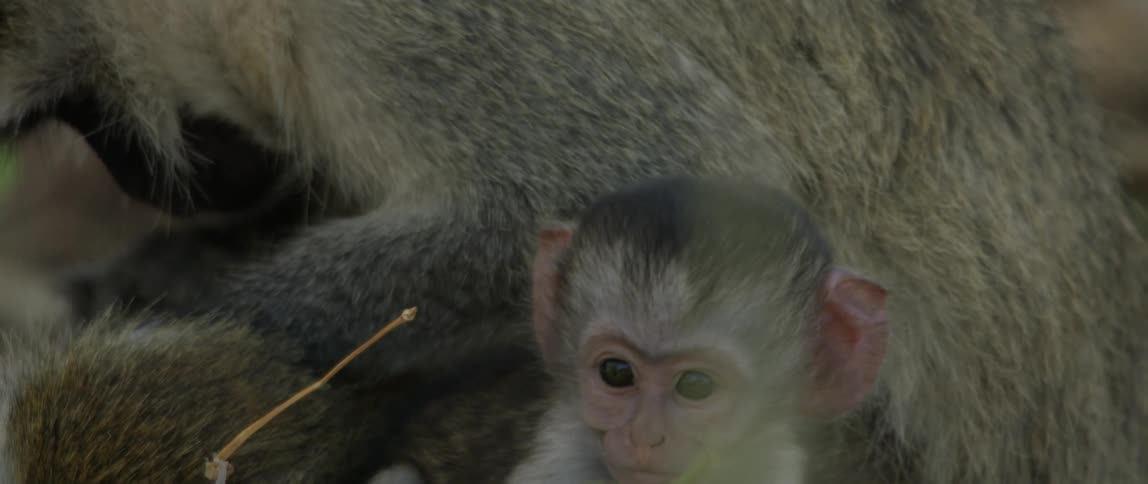 A baby monkey is sitting with its mother on the ground in daylight