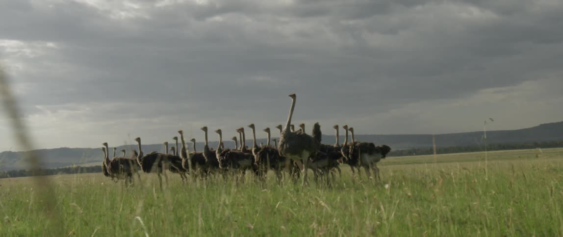 A group of ostriches standing in a field on a cloudy day