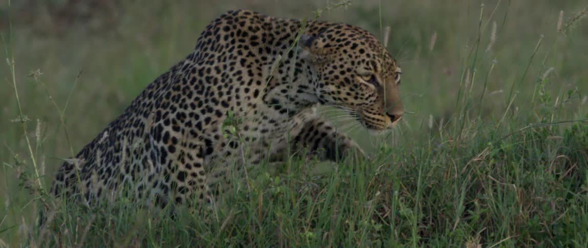 A leopard walks through the grass looking around