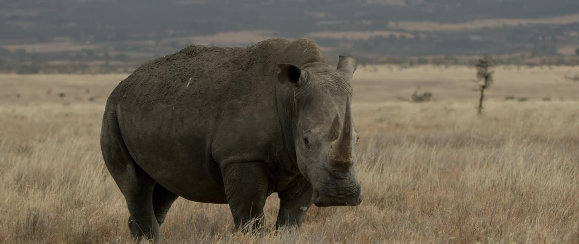 A bird sitting on a rhino flies away