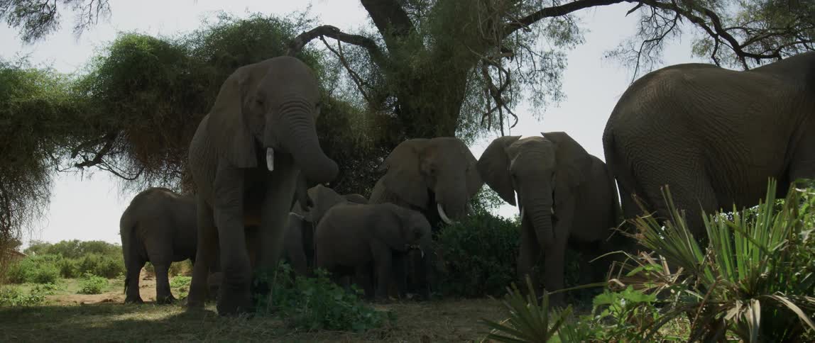 Elephants gather together under a tree