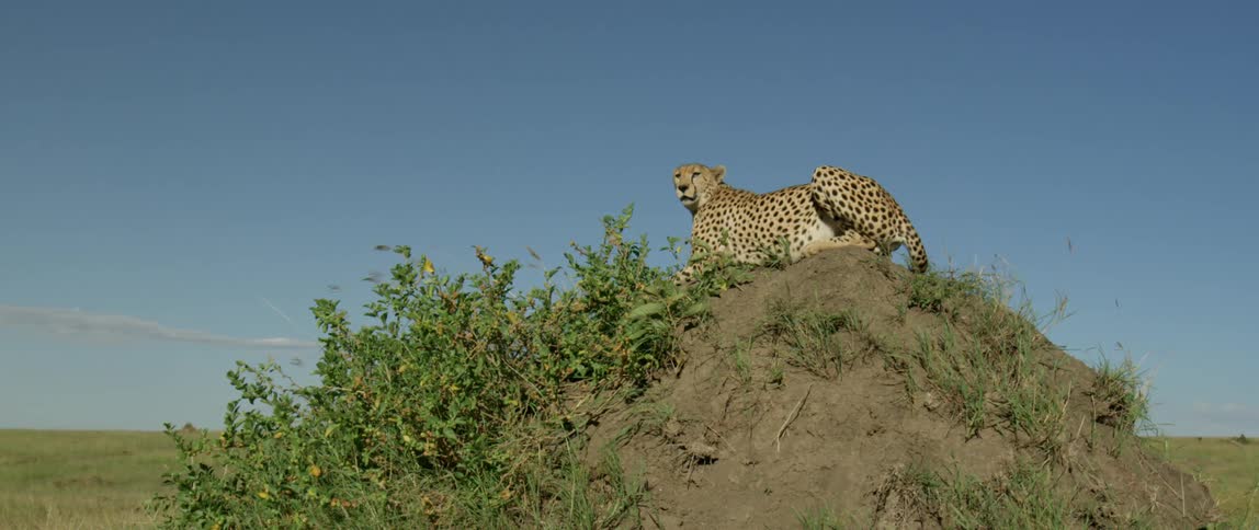 A cheetah sits on a hill