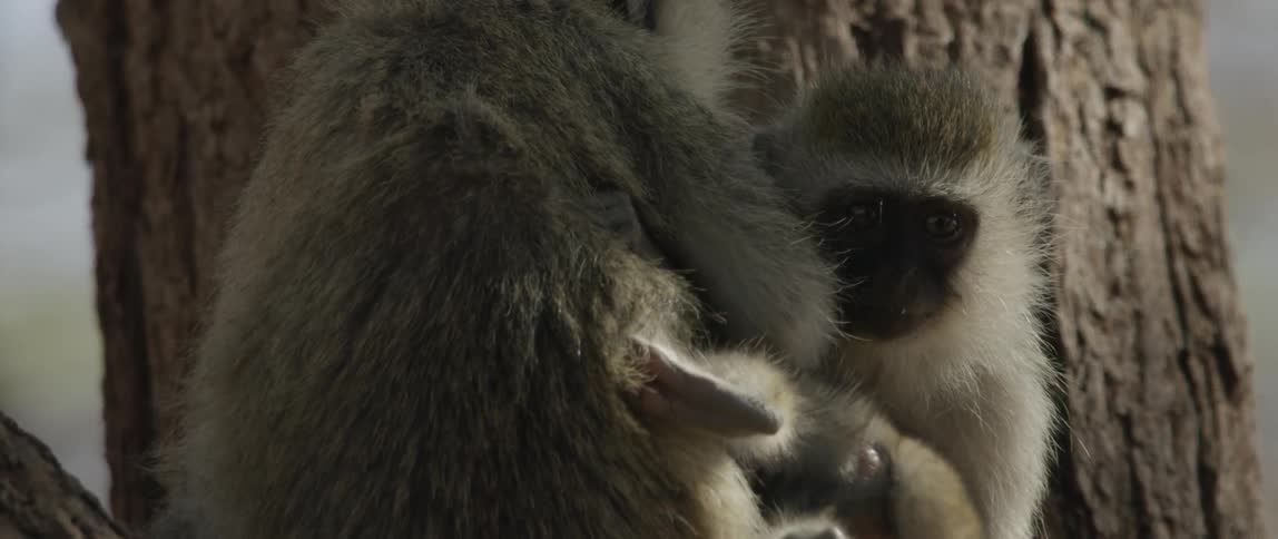 A mother monkey nurses her baby as another monkey sits nearby