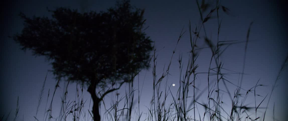 The moon is high in the sky above the tree
