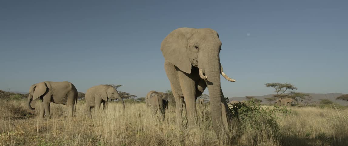 Herd of elephants stand in tall grasses