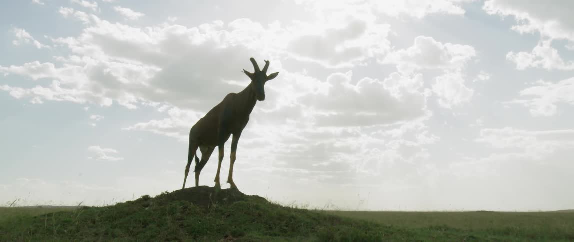 The animal is standing on the hill on a cloudy day