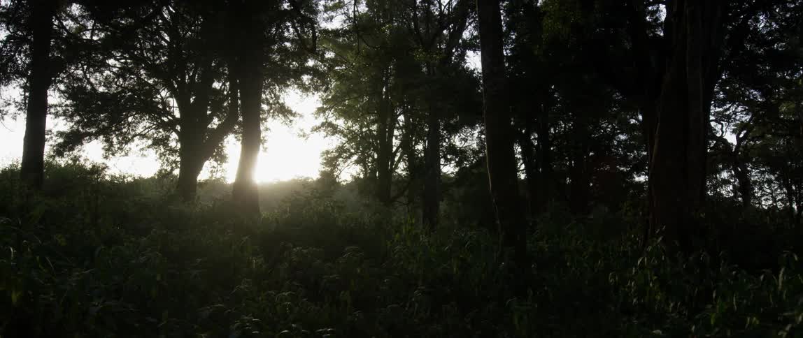 The sun is rising behind the forest ahead