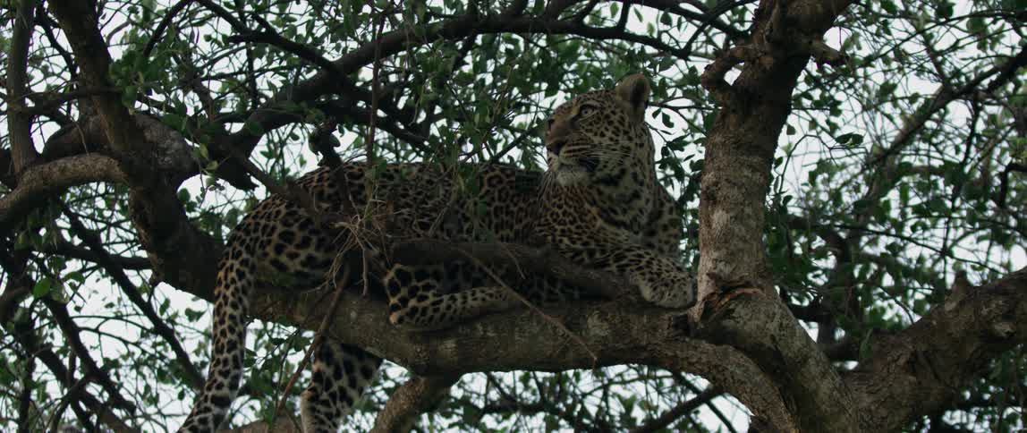 Cheetah lays on a branch in a tree as it looks around