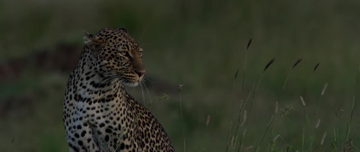 A leopard sits in the tall grass and turns its head
