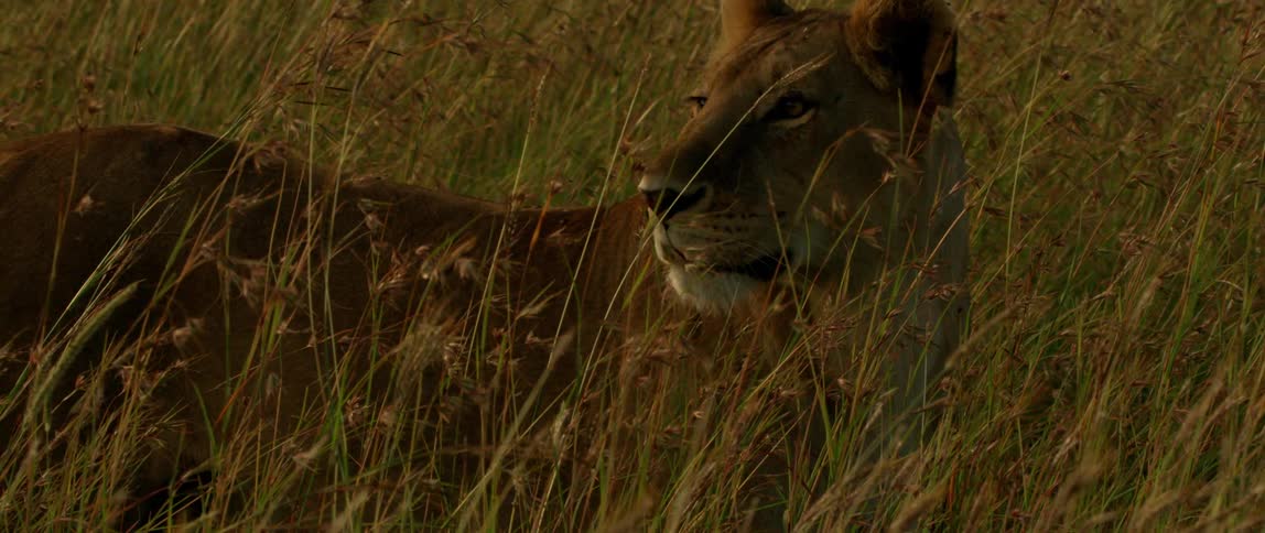 The lion is laying in the tall grass