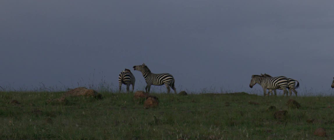 Three zebras stand in the field under a blue sky