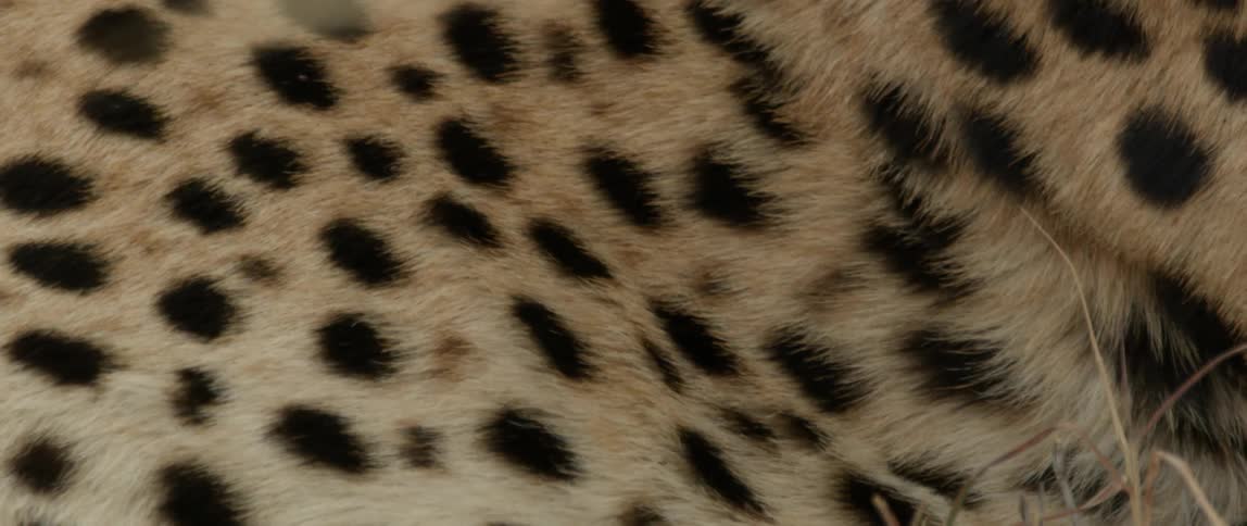 Leopard panting