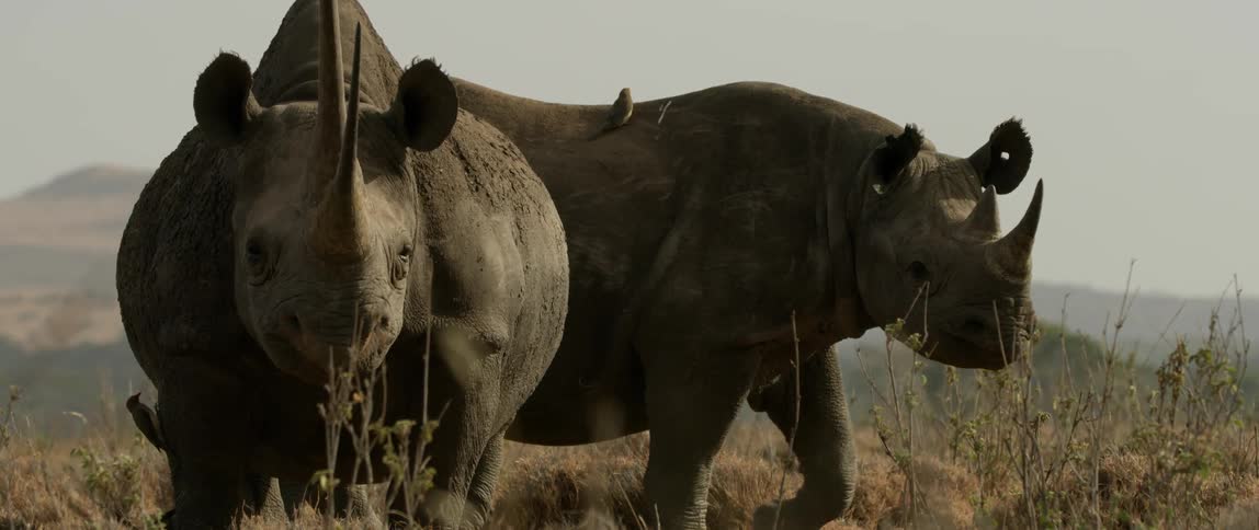 A bird sits on top of one of two rhinos standing in the grass